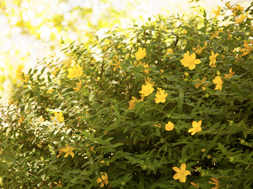 Jardines